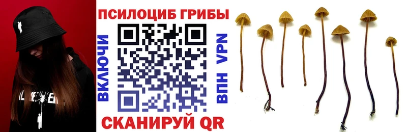 Псилоцибиновые грибы Psilocybine cubensis  mega ТОР  Орлов 